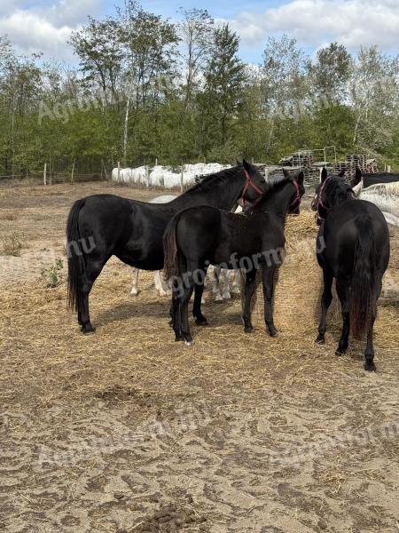 Lipicai kancák és csikók eladók
