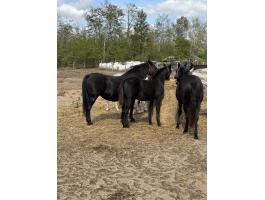 Lipicai kancák és csikók eladók