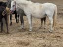 Lipicai kancák és csikók eladók