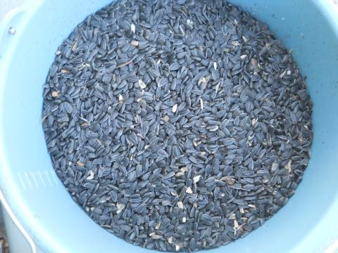 Napraforgó eladó – vegyszermentes fekete olajnapraforgó kedvező áron Napraforgó eladó – vegyszermentes fekete olajnapraforgó kedvező áron