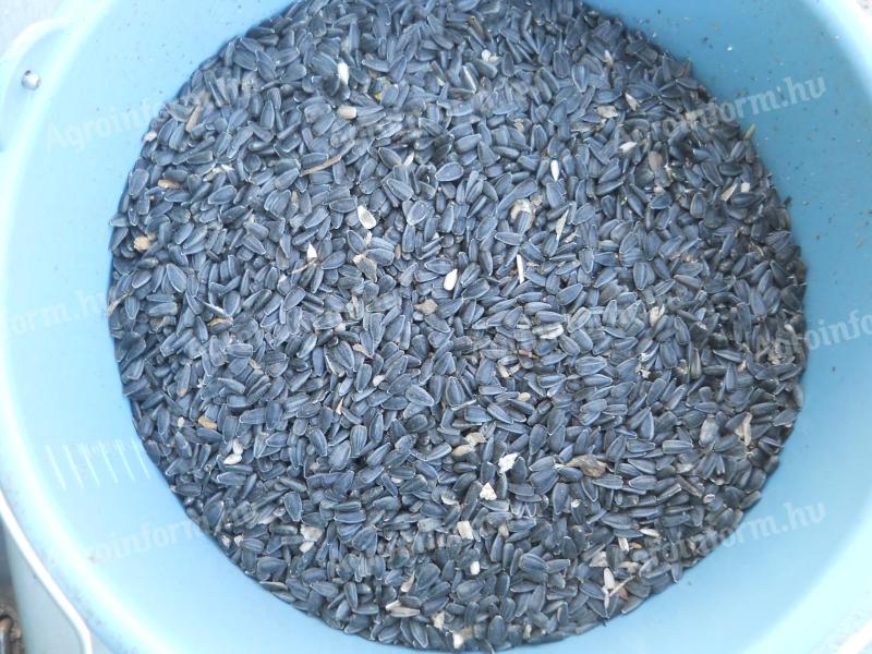 Napraforgó eladó – vegyszermentes fekete olajnapraforgó kedvező áron