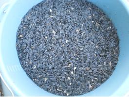 Napraforgó eladó - vegyszermentes fekete olajnapraforgó kedvező áron