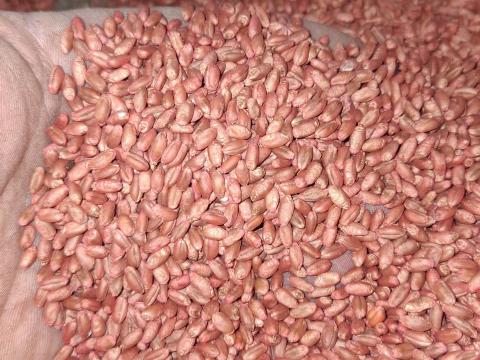 Búza vetőmag üzemben tisztítva, csávázva, egyben 60 Ft/kg Búza vetőmag üzemben tisztítva, csávázva, egyben 60 Ft/kg