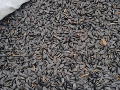 Fekete napraforgó Fekete napraforgó