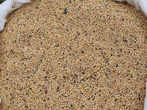 Sárga köles Sárga köles