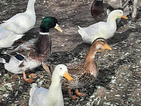 Eladó magyar őshonos parlagi kacsák Tápiószentmártonban