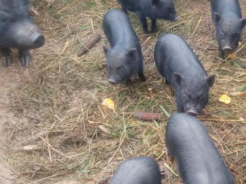 Takarmányra cserélek vietnámi csüngő hasú kan malacot Zala vármegyében Takarmányra cserélek vietnámi csüngő hasú kan malacot Zala vármegyében