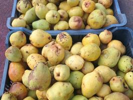 Körte,  Kiffer lének-darálva vagy egészben