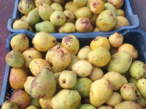 Körte,  Kiffer lének-darálva vagy egészben Körte,  Kiffer lének-darálva vagy egészben