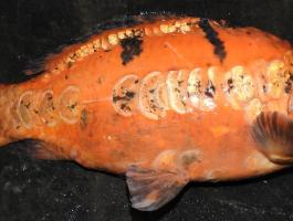 Koi és különleges pikkelymintás pontyok 1-2 kg-ig eladók