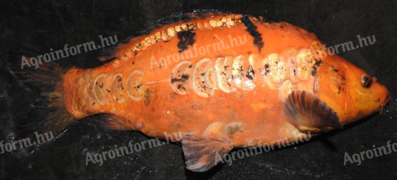 Koi és különleges pikkelymintás pontyok 1-2 kg-ig eladók