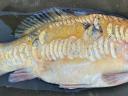 Koi és különleges pikkelymintás pontyok 1-2 kg-ig eladók
