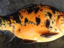 Koi és különleges pikkelymintás pontyok 1-2 kg-ig eladók