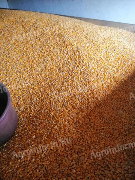 Kukorica Eladó Nyíregyházán