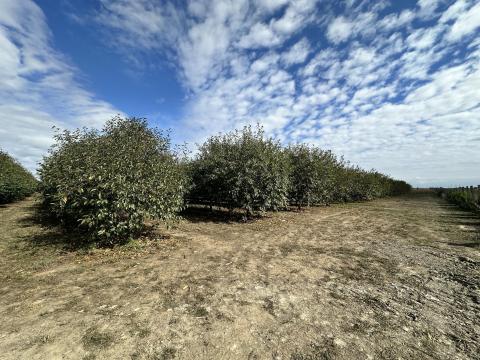 6 hektáros, gyorsan megtérülő, öntözhető meggyültetvény teljes felszereléssel Békésben 6 hektáros, gyorsan megtérülő, öntözhető meggyültetvény teljes felszereléssel Békésben