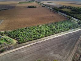 Békés vármegyében csodálatos,  6 ha-os öntözhető meggyültetvény teljes felszereltséggel eladó
