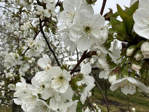Békés vármegyében csodálatos, 6 ha-os öntözhető meggyültetvény teljes felszereltséggel eladó