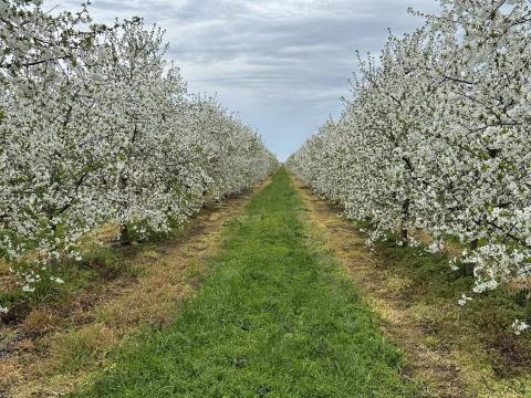 Meggy Neked – Meggyültetvényből jövedelmező vállalkozás Békéscsaba közelében Meggy Neked – Meggyültetvényből jövedelmező vállalkozás Békéscsaba közelében