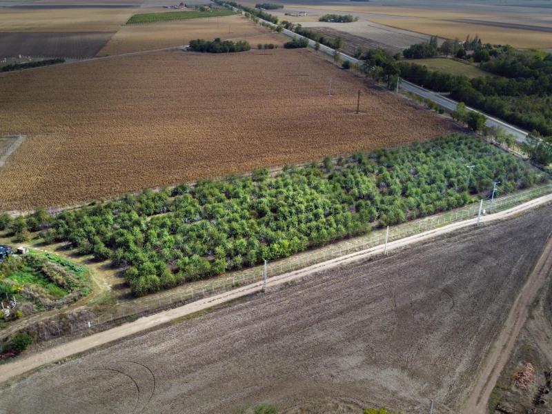 Meggy Neked – Meggyültetvényből jövedelmező vállalkozás Békéscsaba közelében Meggy Neked – Meggyültetvényből jövedelmező vállalkozás Békéscsaba közelében