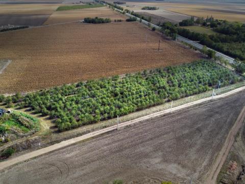 Meggy Neked – Megyültetvényből jövedelmező vállalkozás Békéscsaba közelében