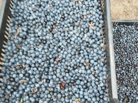 Kökény és galagonya elado Kökény és galagonya elado