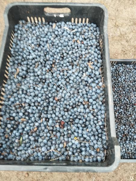 Kökény és galagonya elado