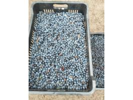 Kökény és galagonya elado