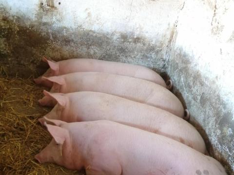 Hízó sertések eladók háztáji gazdaságból Hízó sertések eladók háztáji gazdaságból