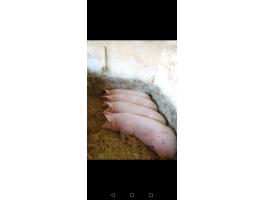 Hízó sertések eladók háztáji gazdaságból