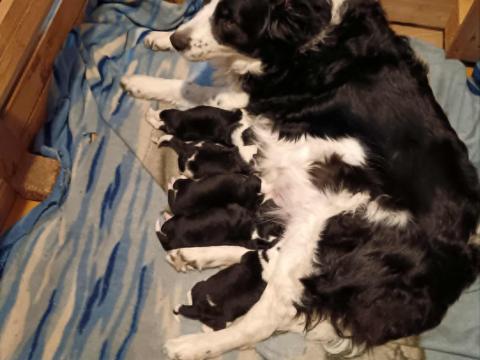 Border Collie Border Collie