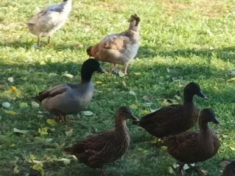 Vadkacsa eladó Vadkacsa eladó