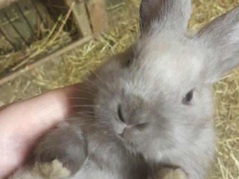 Szèkely nyuszik tovább ugrálnának Szèkely nyuszik tovább ugrálnának