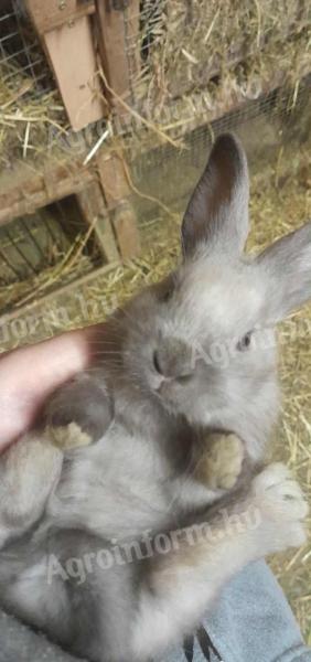 Szèkely nyuszik tovább ugrálnának