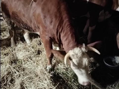 Magyartarka hasas üsző eladó Magyartarka hasas üsző eladó