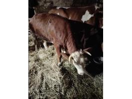 Magyartarka hasas üsző eladó