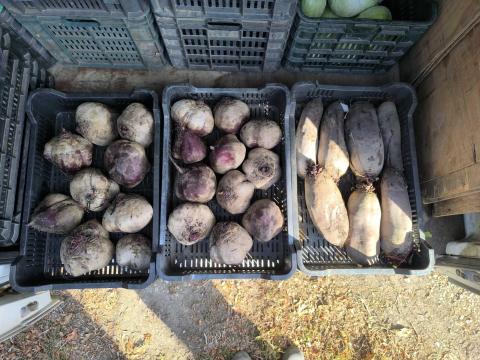 Cékla eladó. Cékla eladó.