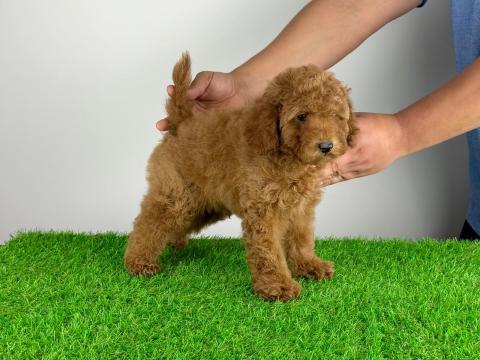 Törzskönyves Törpe Uszkár kiskutya Törzskönyves Törpe Uszkár kiskutya