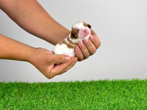 Törzskönyves Cavalier King Charles spániel kiskutya Törzskönyves Cavalier King Charles spániel kiskutya