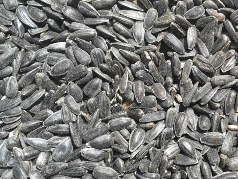 Eladó száraz napraforgó mag Eladó száraz napraforgó mag