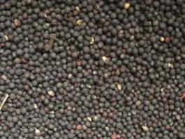 Silócirok, szudánifű, homoki zab, tehénborsó, hajdina, talajművelő retek, szegletes lednek, lóbab, repce, tök vetőmag vásárlás