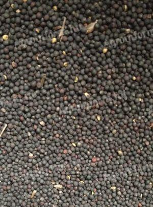 Silócirok, szudánifű, homoki zab, tehénborsó, hajdina, talajművelő retek, szegletes lednek, lóbab, repce, tök vetőmag vásárlás