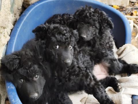 Mudi jellegű kiskutyák gazdit keresnek Veszprém megyében Mudi jellegű kiskutyák gazdit keresnek Veszprém megyében