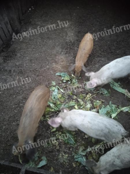 6 darab malac eladó Kiskunhalason