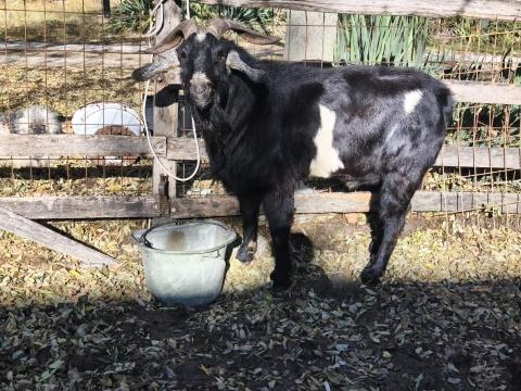Anglo-núbiai kecskebakok eladóak Anglo-núbiai kecskebakok eladóak