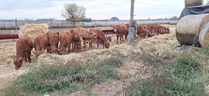 Limousin uszok eladok