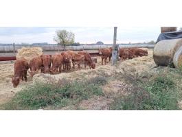 Limousin uszok eladok