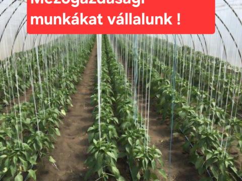 Üvegházakban és fóliasátrakban vállalunk növénytermesztési munkákat Üvegházakban és fóliasátrakban vállalunk növénytermesztési munkákat