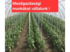 Üvegházakban és fóliasátrakban vállalunk növénytermesztési munkákat