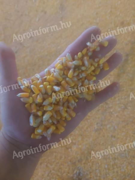 Nyers kukorica 17% viztartalmu