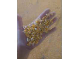 Nyers kukorica 17% viztartalmu